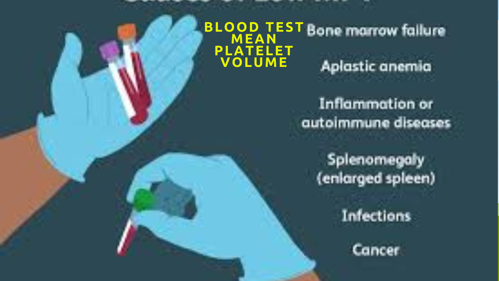 Understanding Mean blood test mean platelet volume best 2024: What You Need to Know