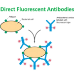 direct fluorescent antibody