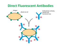 Direct Fluorescent Antibody (DFA) Technique best 2024: A Critical Tool in Diagnostic Microbiology